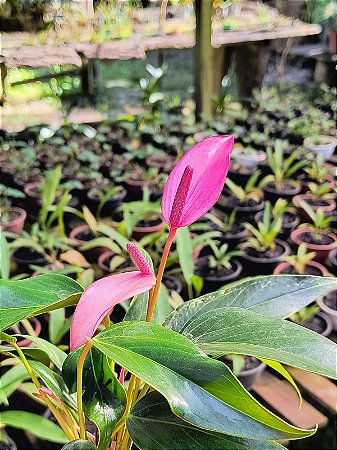 Antúrio Amnicola (Lilás)