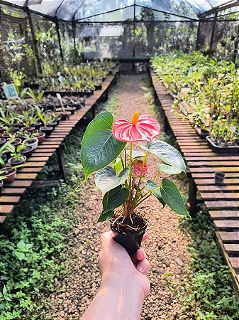 Antúrio Million Flowers