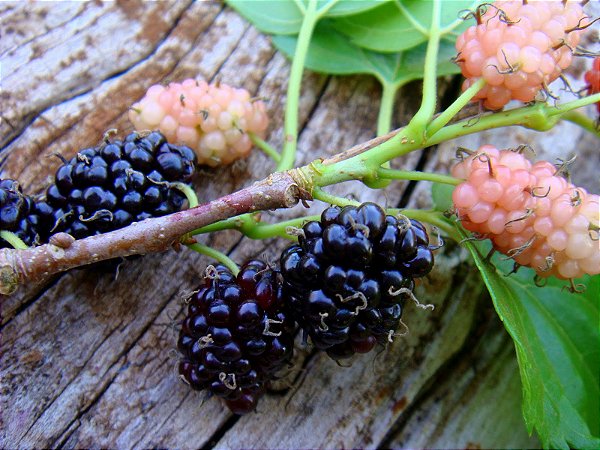 Amora do Ébano - Rubus Fruticosus