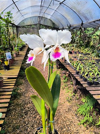 Cattleya labiata Semi Alba
