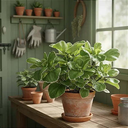Acalifa Verde - Acalypha wilkesiana
