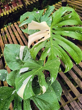Monstera Thai Constellation