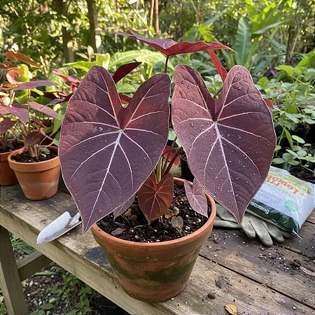 Bulbo de Caládio Grape Beauty (caladium)