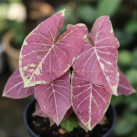 Bulbo de Caládio Grape Beauty