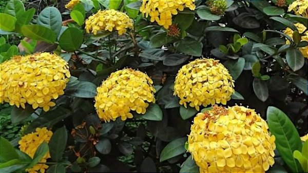 Ixora Rei Amarela