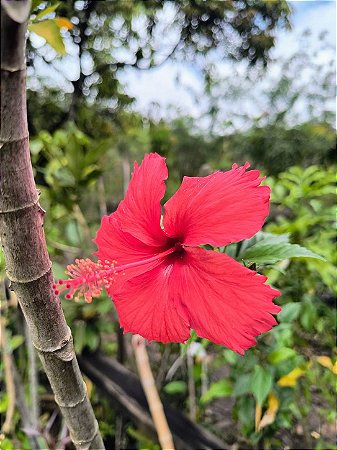 Hibisco Vermelho