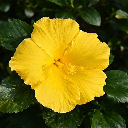 Hibisco Amarelo