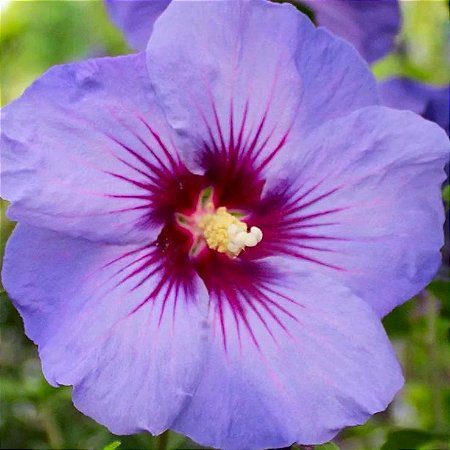 Hibisco Roxo da Siria