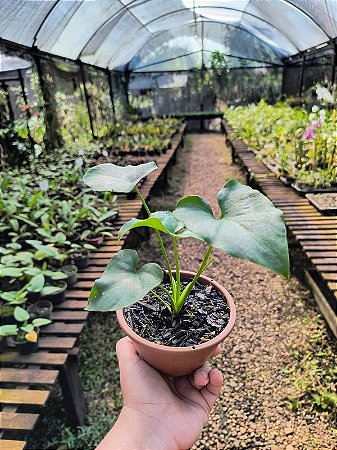 Guaimbê - Philodendron bipinnatifidum (Muda Menor)