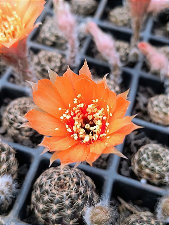 Cacto Lobivia arachnacantha