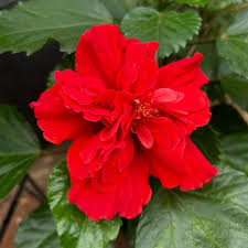 Hibisco Dobrado Vermelho