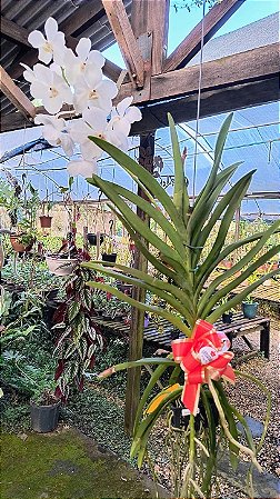 Orquídea Vanda Pakchong White