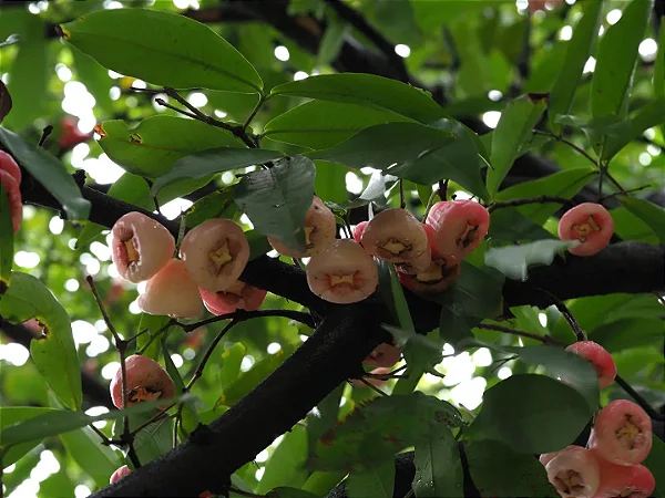 Jambo Rosa Syzygium samarangense Árvore Frutífera