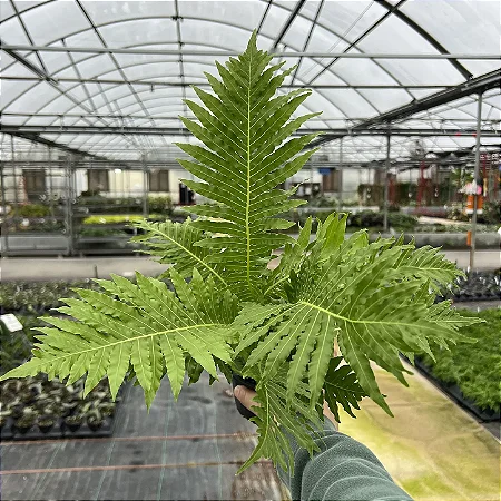 Samambaia Blechnum gibbum Silver Lady
