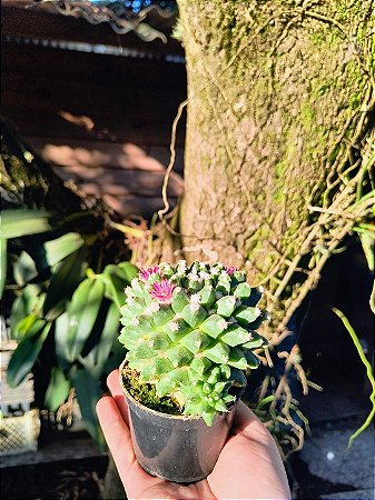Cacto Mammillaria polythele