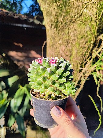 Cacto Mammillaria polythele