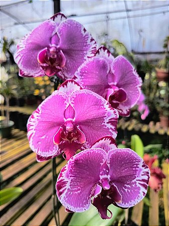 Orquídea Phalaenopsis Ox King x Fullers Queen