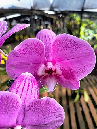 Orquídea Phalaenopsis Jincheng White Lip