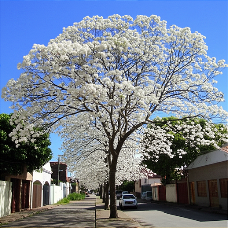 Muda de Ipê Branco - Floração Branca e Rápida
