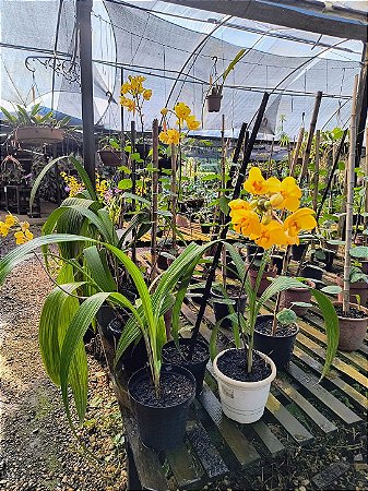 Orquídea Spathoglottis Amarela - Orquídea Terrestre