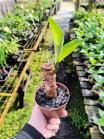 Muda de Dracena Pau-d'Água - Planta de Interior