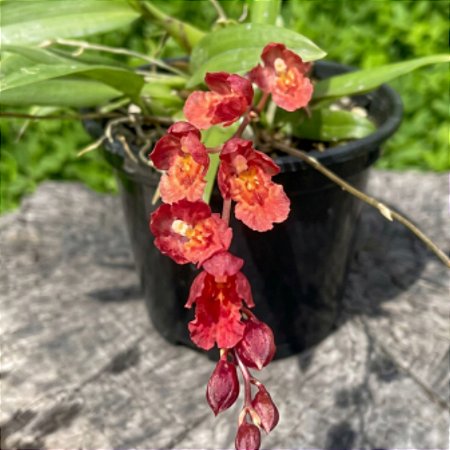 Orquídea Rodricidium Lava Burst Vermelha