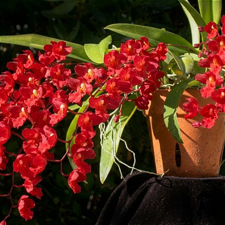 Orquídea Rodricidium Lava Burst Vermelha