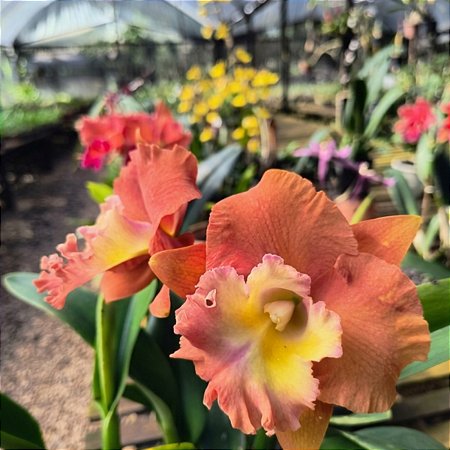 Orquídea Cattleya Rlc. Star of Siam Vibrante