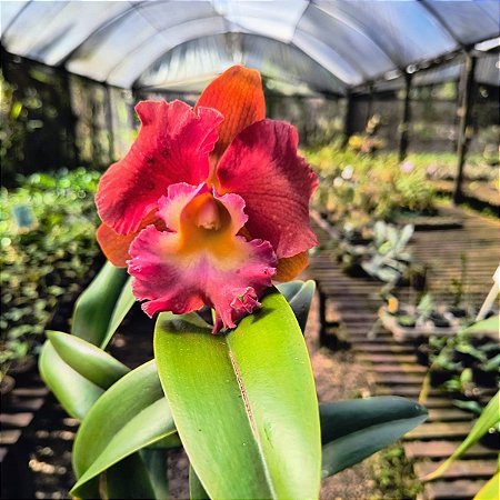 Orquídea Cattleya Blc. Tainan City