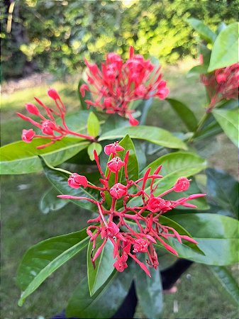 Ixora Rei Vermelha