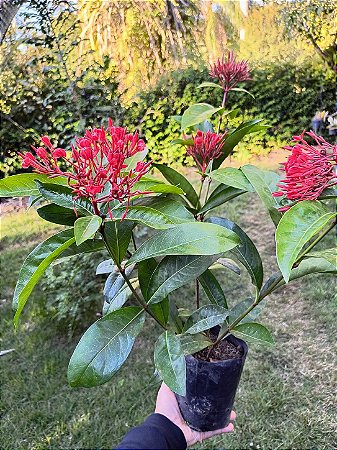 Ixora Rei Vermelha