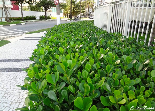 Muda de Clúsia Fluminensis Verde