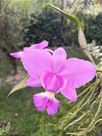 Orquídea Cattleya Walkeriana Tipo Francisco