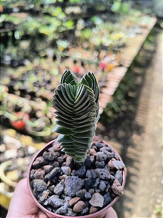 Suculenta Templo de Buda - Crassula Buddha's Temple