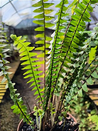 Samambaia Nephrolepis cordifolia