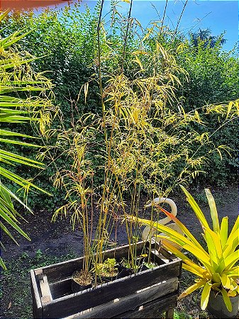 Bambusa Gracilis Bambu Elegante para Paisagismo