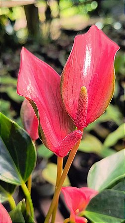 Mini Anturio Var. Lilly Vermelho