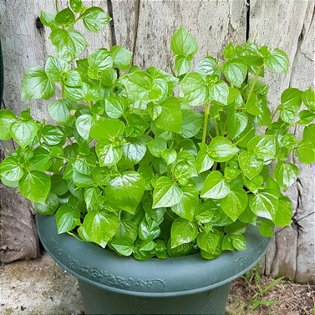 Erva-de-Jabuti - Peperomia pellucida (Verdinha)