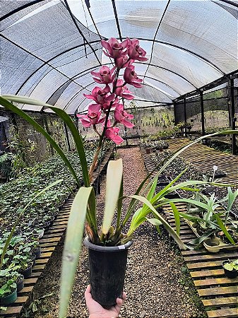 Orquídea Cymbidium Ruby