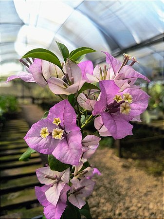 Primavera Bicolor Indiana