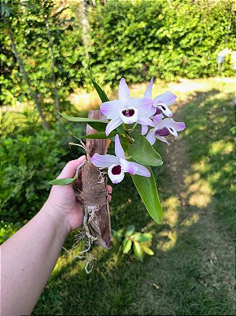 Dendrobium Nobile Branco e Rosa com Miolo Escuro