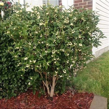 Jasmim do Imperador - ( Perfumada ) Osmanthus Fragrans