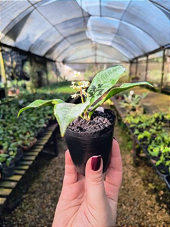 Jasmim do Imperador - Osmanthus Fragrans