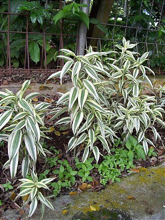 Dracena Braunii - Bambu da Sorte Variegata