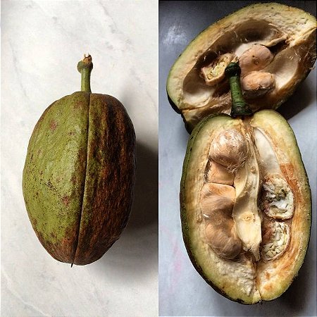 Muda de Castanha do Maranhão