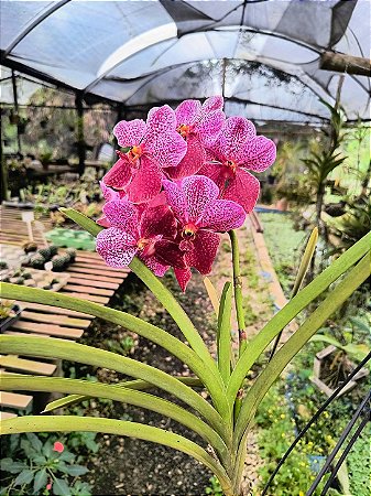 Orquídea Vanda Kulwadee Fragance Red