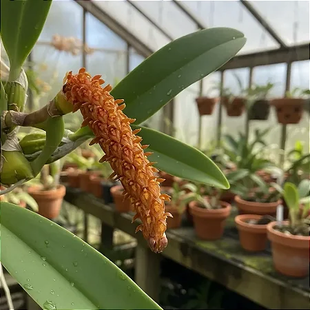 Kit Bulbophyllum – Careyanum, Fuscum e Odoratissimum