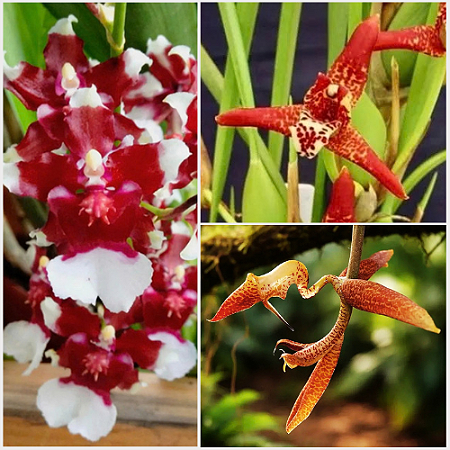 Kit Orquídeas Exóticas - Chocolate, Orquidea Coco e Gongora Gratulabunda