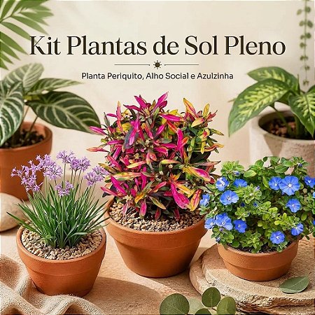 Kit Plantas de Sol Pleno - Azulzinha, Alho Social e Periquito