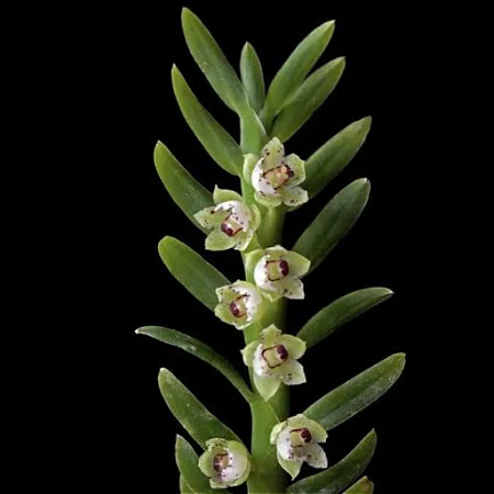 Mini Orquídea Dichaea Ancoraelabia